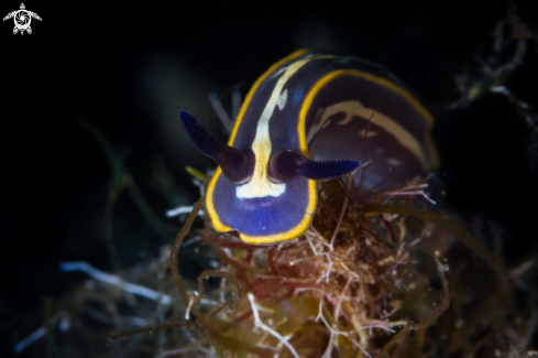 A Hypselodoris tricolor | Felimare tricolor nudibranch