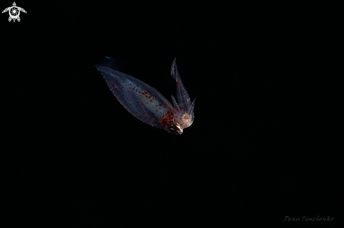 A Abralia sp | SQUID