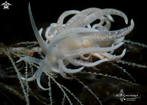 A Phyllodesmium iriomotense Baba, 1991 | Nudibranch - Facelinidae