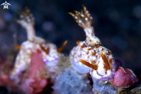 A Hypselodoris krakatoa | NUDIBRANCH