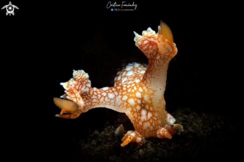 Nudibranch