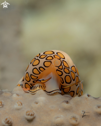 A Cyphoma gibbosum | Flamingo tongue snail