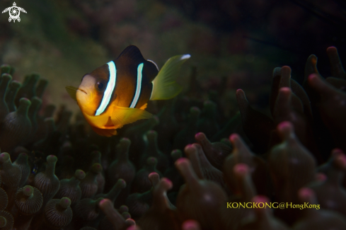 A Anemone Fish