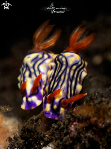 A Hypselodoris Nudibranch