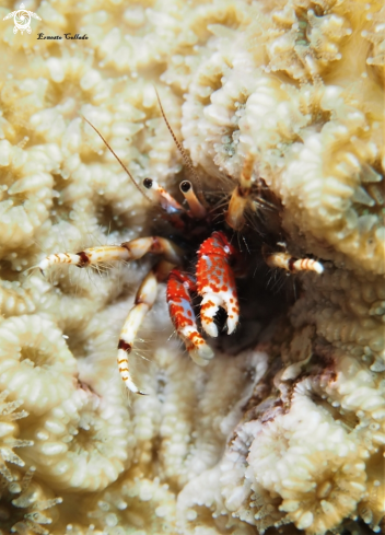 A Calcinus tubularis | Cangrejo ermitaño