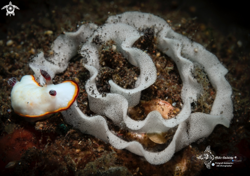 A Nudibranch