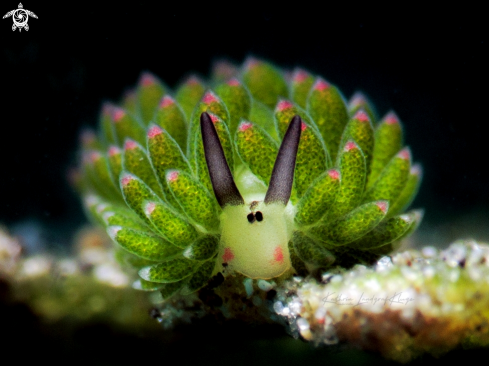 A Costasiella sp. | Shaun The Sheep nudibranch
