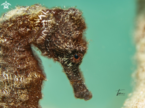 A Hippocampus reidi | Seahorse