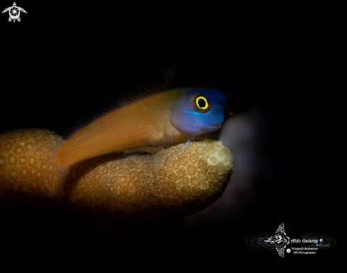 A Blenny