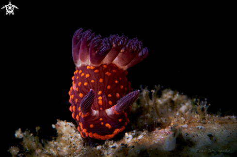 A Nembrotha sp. | NUDIBRANCH