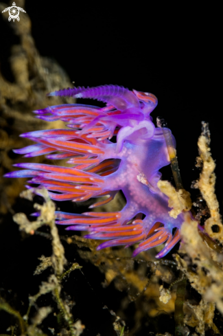 A Flabellina affinis nudibranch | Flabellina nudibranch