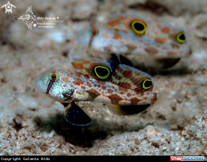 A Twinspot Goby - Signal Goby