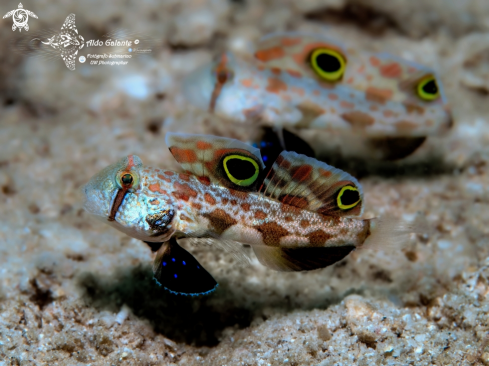 A Twinspot Goby - Signal Goby