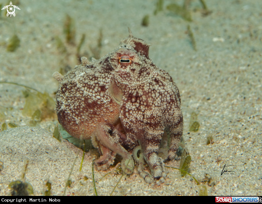A Brownstripe Octopus