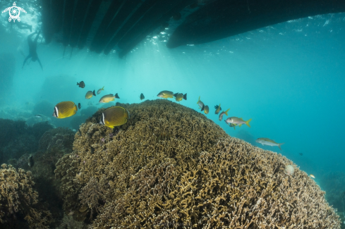 A butterflyfish