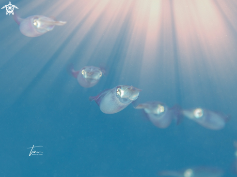 A Sepioteuthis sepioidea | Caribbean reef squid