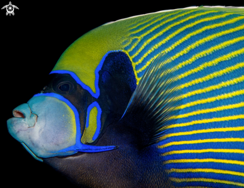 A Emperor Angelfish