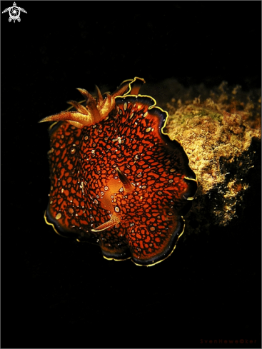 A Nudibranch