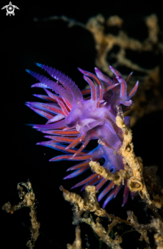 A Flabellina affinis nudibranch | Flabellina nudibranch