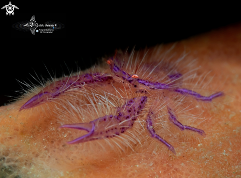 A Squat Lobster