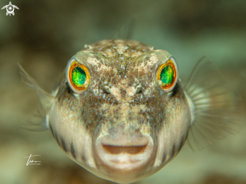 A Bandtail Pufferfish