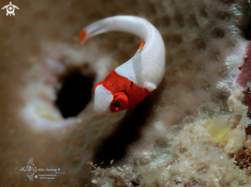 A Bicolour Parrotfish Juvenil