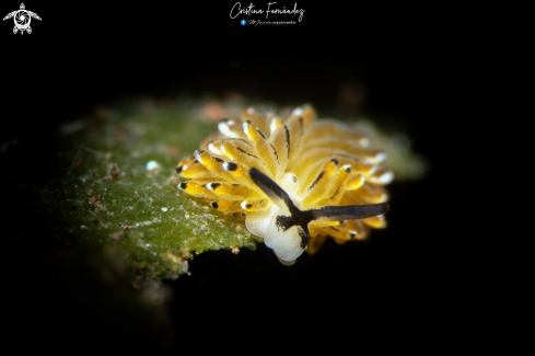 A Costasiella sp. | Nudibranch