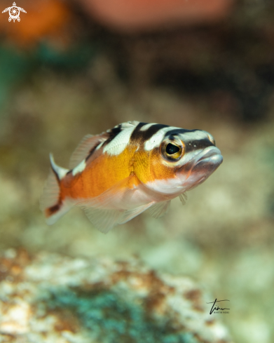 A Serranus tabacarius | The Tobacco fish