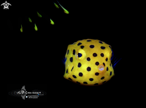 The Yellow Boxfish Juvenil