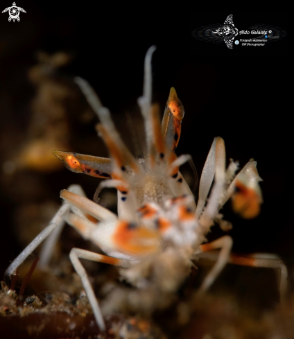 A Spiny Tiger Shrimp 