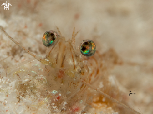 A Metapenaeopsis goodei | Velvet shrimp