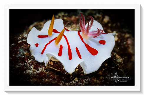 A Verconia  Nudibranch