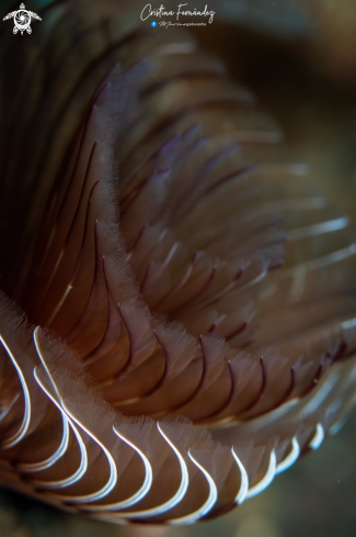A Bispira sp. | Tube worm