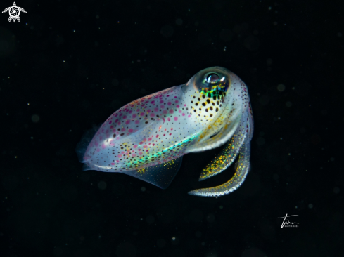 A Sepioteuthis sepioidea | Caribbean reef squid