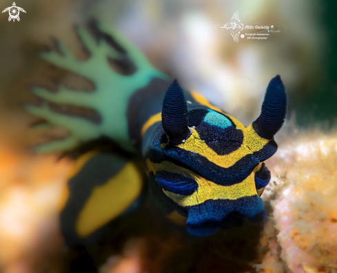 A Tambja sp | Nudibranch