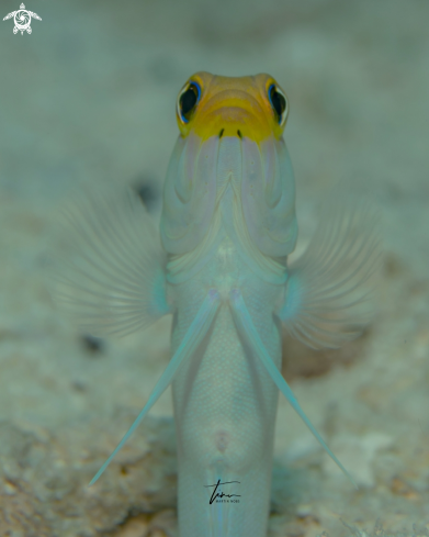 A Yellowhead Jawfish