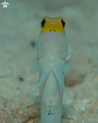 A Opistognathus aurifrons | Yellowhead Jawfish