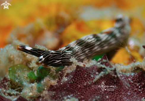 A Nudibranch - Sea Slug