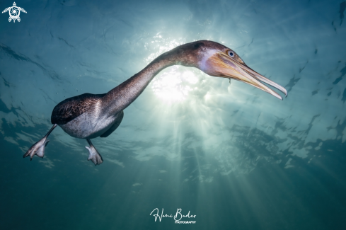 A Socotra cormorant