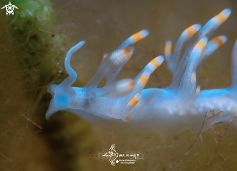 A Samla bicolor (Kelaart, 1858) | Flabellina Bicolor - Aeolid Nudibranch (15 mm/0.59 Inch)