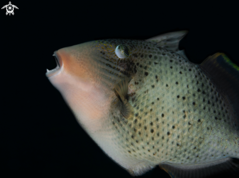 A Pseudobalistes flavimarginatus (Rüppell, 1829) | Yellowmargin Triggerfish