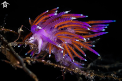 A Flabellina affinis nudibranch | Flabellina nudibranch