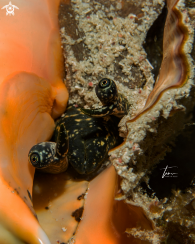 A Queen Conch