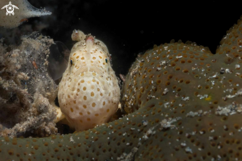 A Antennarius pictus | Painted frogfish