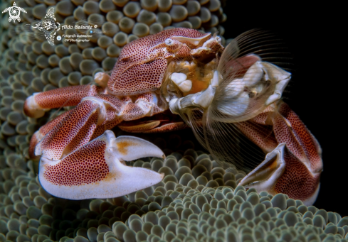 A Neopetrolisthes maculatus (H. Milne Edwards, 1837) | Porcelain Crab