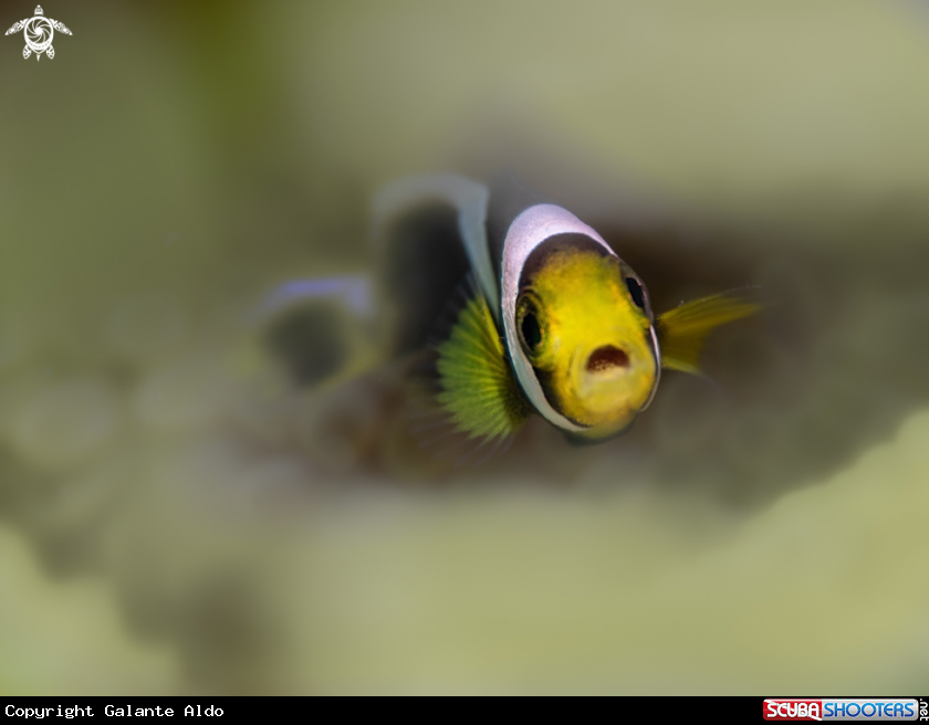 A Clownfish sebae Juvenil