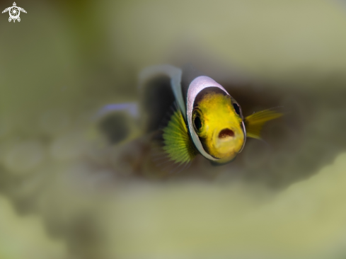 A Amphiprion sebae Bleeker, 1853 | Clownfish sebae Juvenil