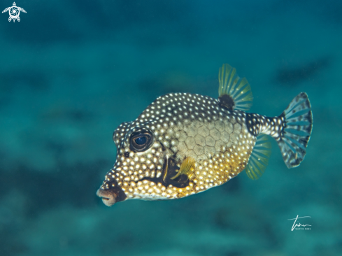 A Lactophrys triqueter | Smooth Trunkfish