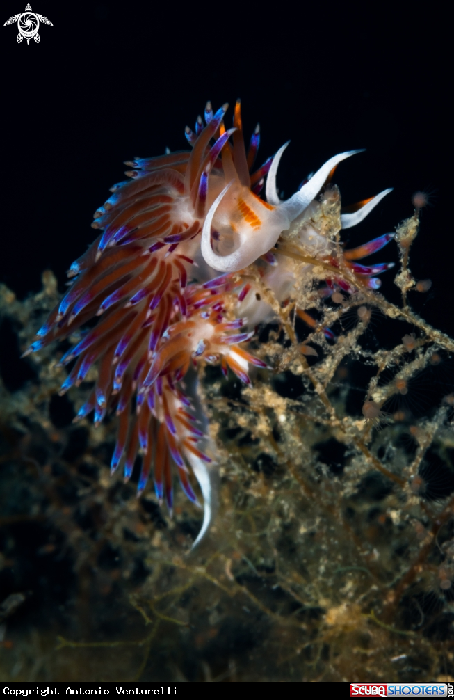 A Cratena nudibranch 