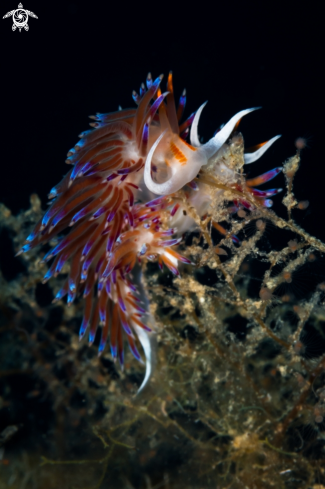 A Cratena peregrina nudibranch | Cratena nudibranch 